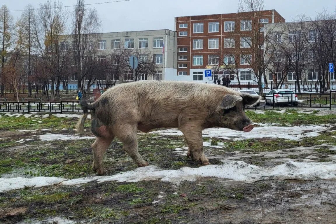 Фото: паблики Ревды.