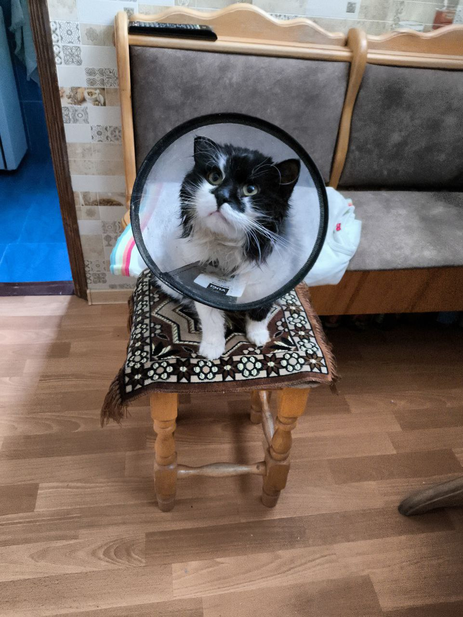 Это самое первое фото  из дома. Просто его возили в клинику на лечение еще ушек. Вот такие молодцы хозяева 