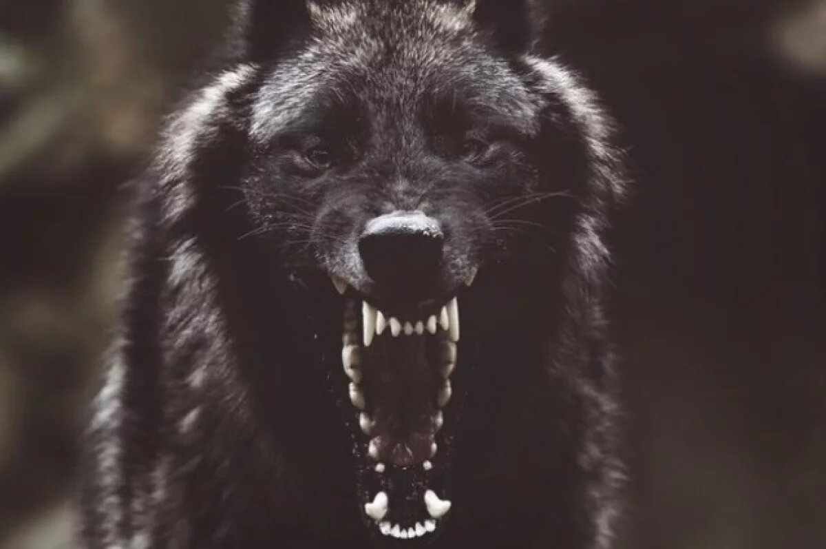    Ижевчане жалуются на агрессивную стаю собак на ул. Чугуевского