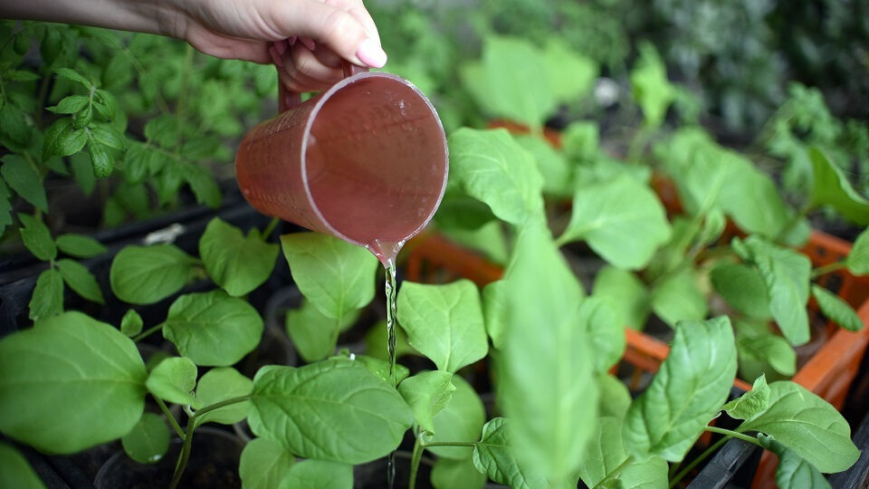 Что можно вырастить на подоконнике. Фото: Владислав Комяков
