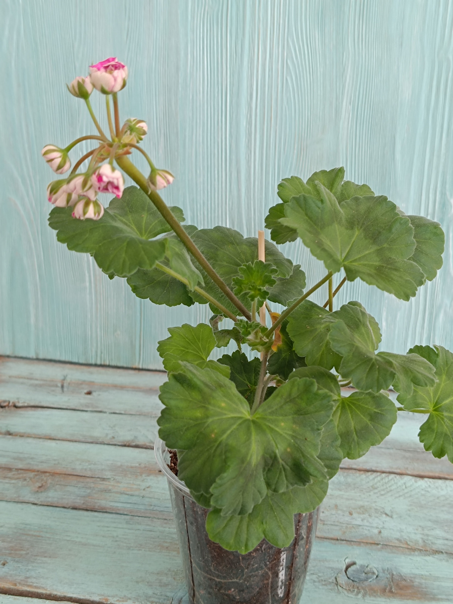 Черенок сорта ЮГ Вино Любви