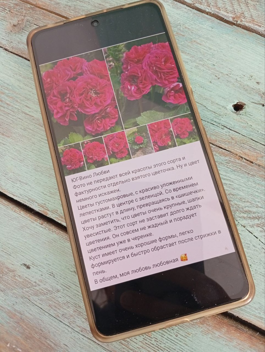 Вот так выглядит ЮГ Вино Любви на страничке селекционера Юлии Гончар 