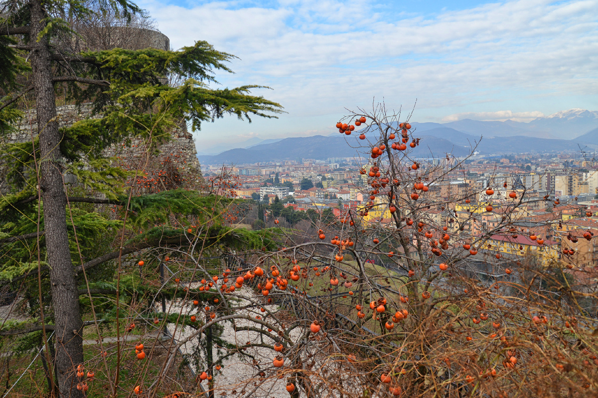 Брешия. Ветви хурмы. Ломбардия. Фотография Александра Новикова. 2019