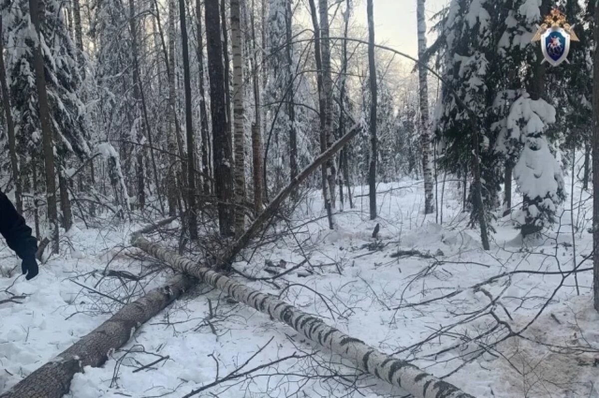    Смерть рабочего из-за упавшего дерева расследуют в Нижнем Новгороде