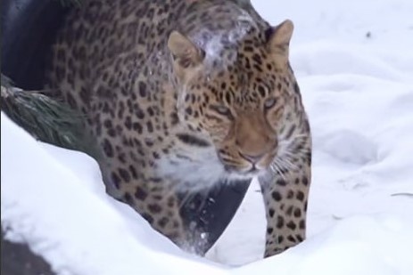    Фото: скриншот видео Новосибирский зоопарк