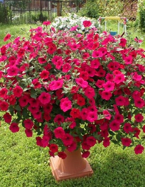 Петуния Тайфун парпл, фото из каталогов