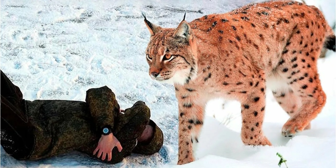 Кто кого: что будет, если встретить рысь в лесу и "голыми руками" можно ли его одолеть?