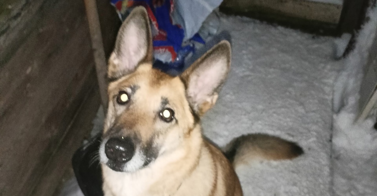    «ЛАДА» ОРГАНИЗАЦИЯ ЗАЩИТЫ ЖИВОТНЫХ г. Сегежа / VK