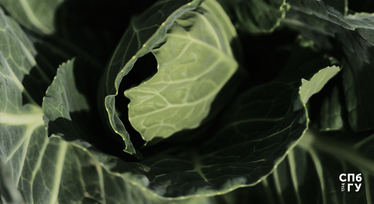 Источник: Freepik