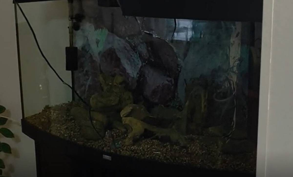    Фото: скриншот / пресс-служба Росгвардии по Москве