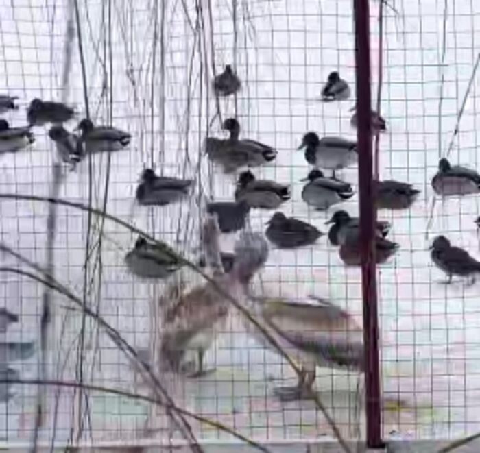 Иллюстрация: Парк "Малинки"