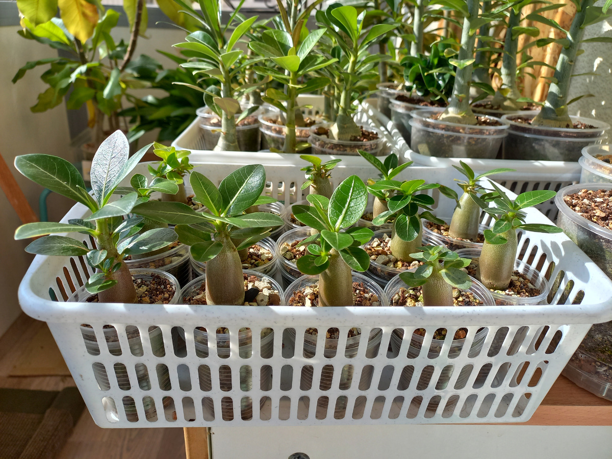 Прошло не мало времени, прежде чем я смогла вырастить такие упитанные адениумы