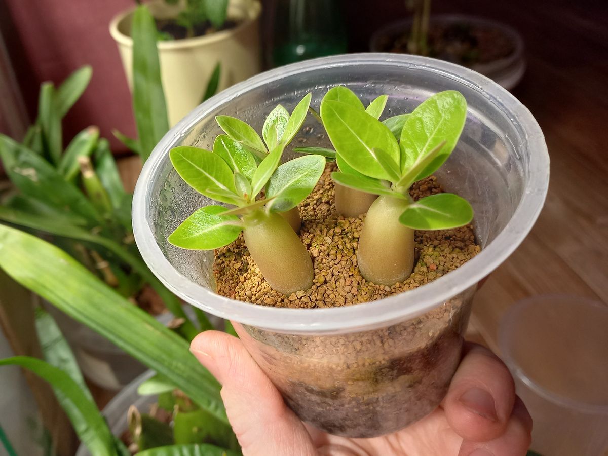 Сеянцы Арабикума. Фото Екатерины Орловой.