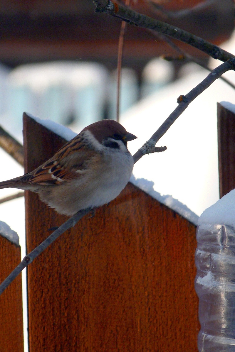 Panasonic DMC-FZ45 f/5.6 1/125 ISO 160  108мм