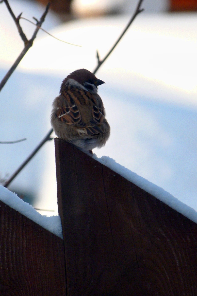 Panasonic DMC-FZ45 f/5.6 1/125 ISO 160  108мм