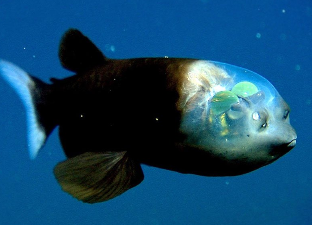 То, что вы принимаете за глаза (две дырочки над ртом), на самом деле — органы обоняния, аналог наших ноздрей. Настоящие же глаза находятся «внутри» головы. Это ярко-зеленые светящиеся сферы, которые смотрят вверх сквозь прозрачный купол. Источник фото - https://golnk.ru/WwDnR