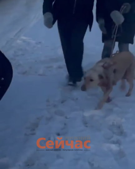 Полиция задержала нижегородца, протащившего собаку на привязи к машине