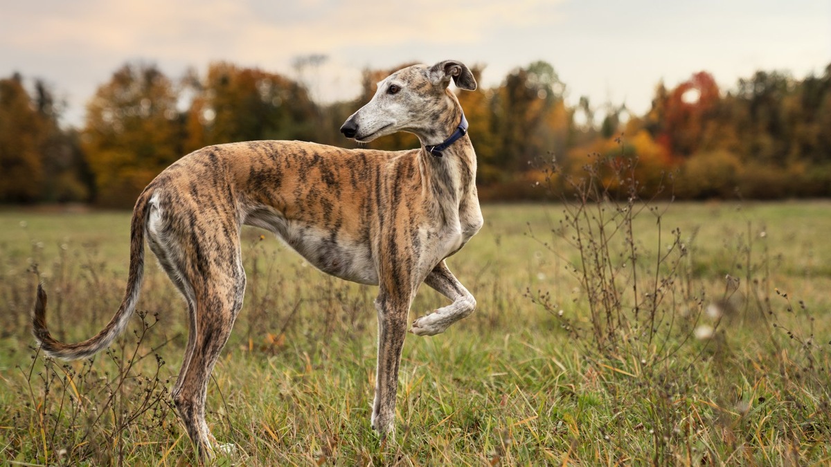    Собака в расцвете сил нуждается в наибольшей нагрузке