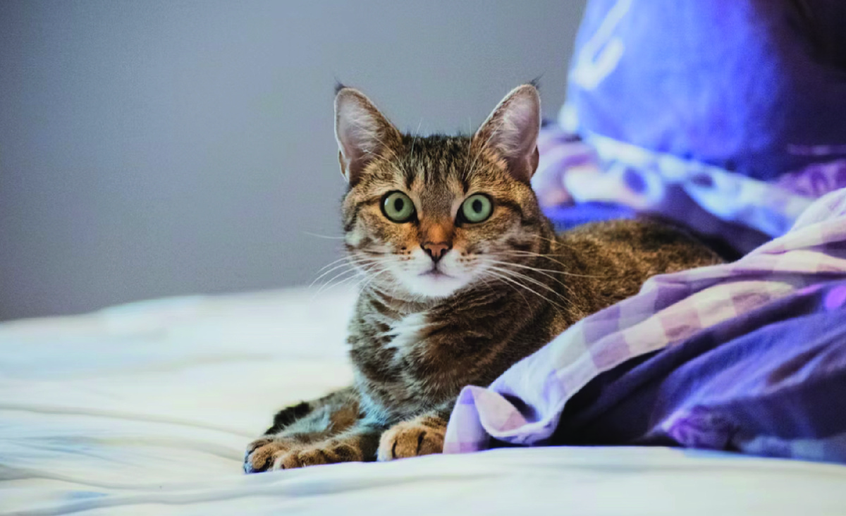 Фото - unsplash.com, Sven Mieke.