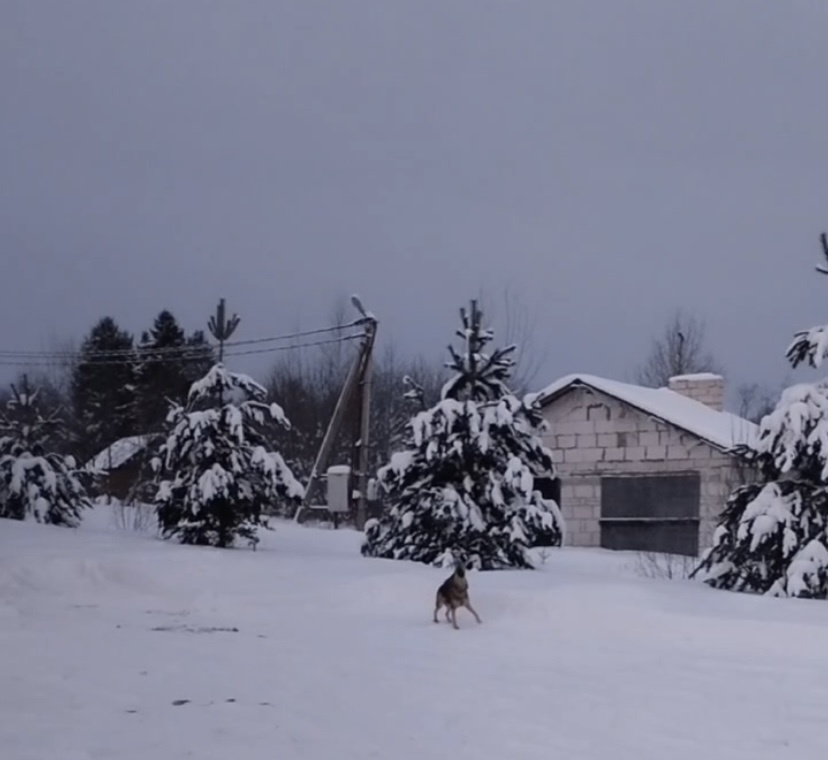 Здесь расстояние между соснами в рядовой посадке около 12 метров