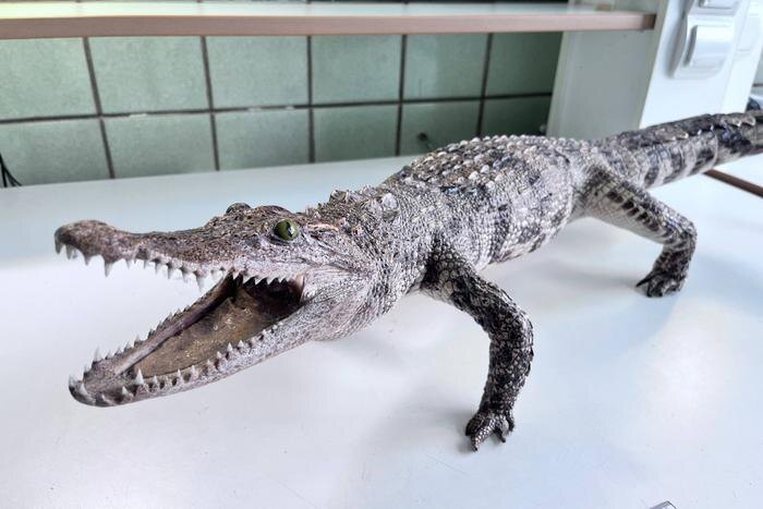 Обложка © Пресс-секретарь Красноярской таможни Анна Помазкина