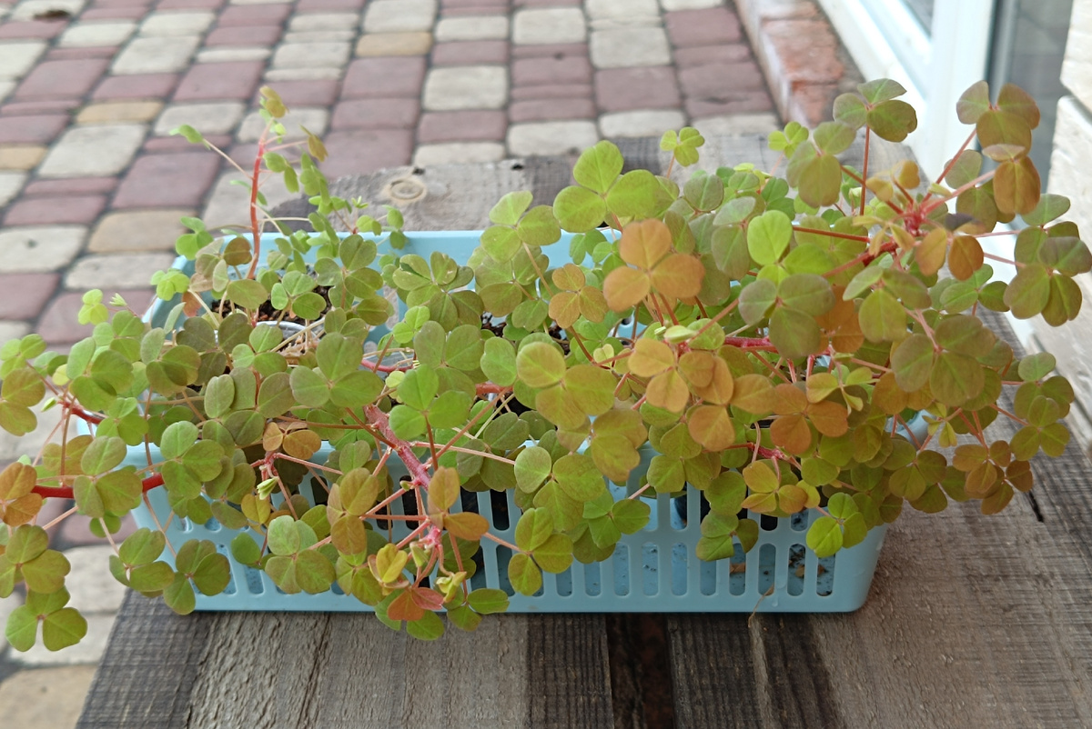 Это жёлтая Molten Lava. Слабенькой и чахлой ее уже нельзя назвать. Этот сорт стоит зимой без подсветки, на северном окне. 