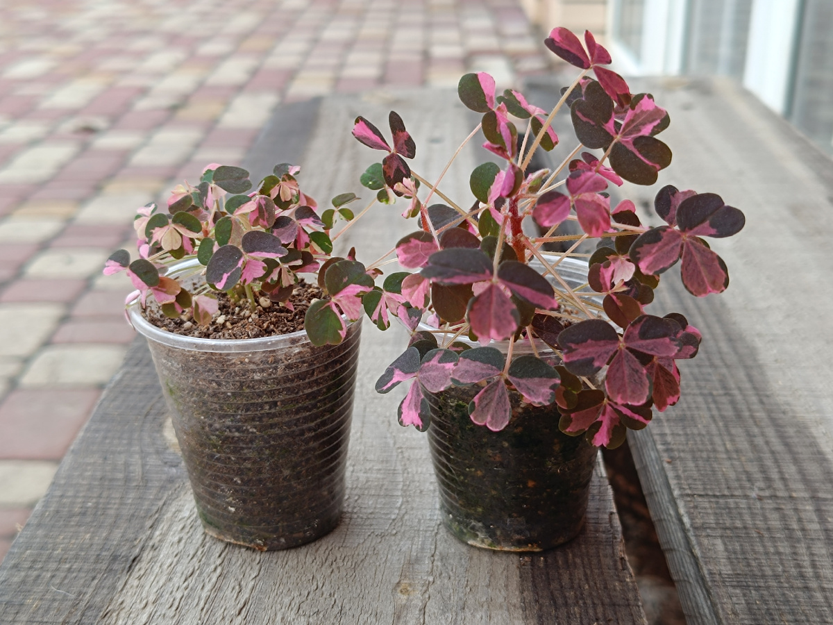 А это Plum Crazy. Эти малыши уже на новых корнях оба.  Кустик слева плохо растет, но выглядит здоровым. Кустик справа более яркий и растет получше. Оба стоят под лампой. 