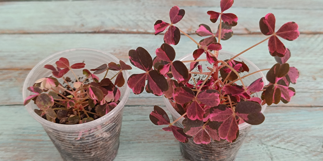 Продолжение про кислицу