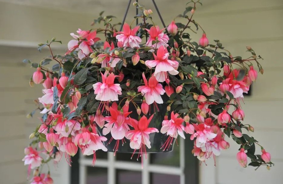 фото из открытых источников