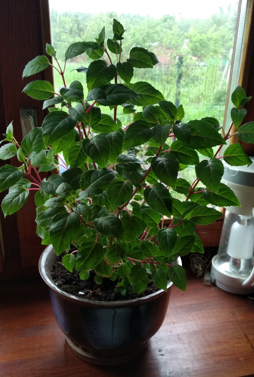 фуксия спустя 2,5 месяца после покупки ( покупала одну палочку с несколькими листиками)