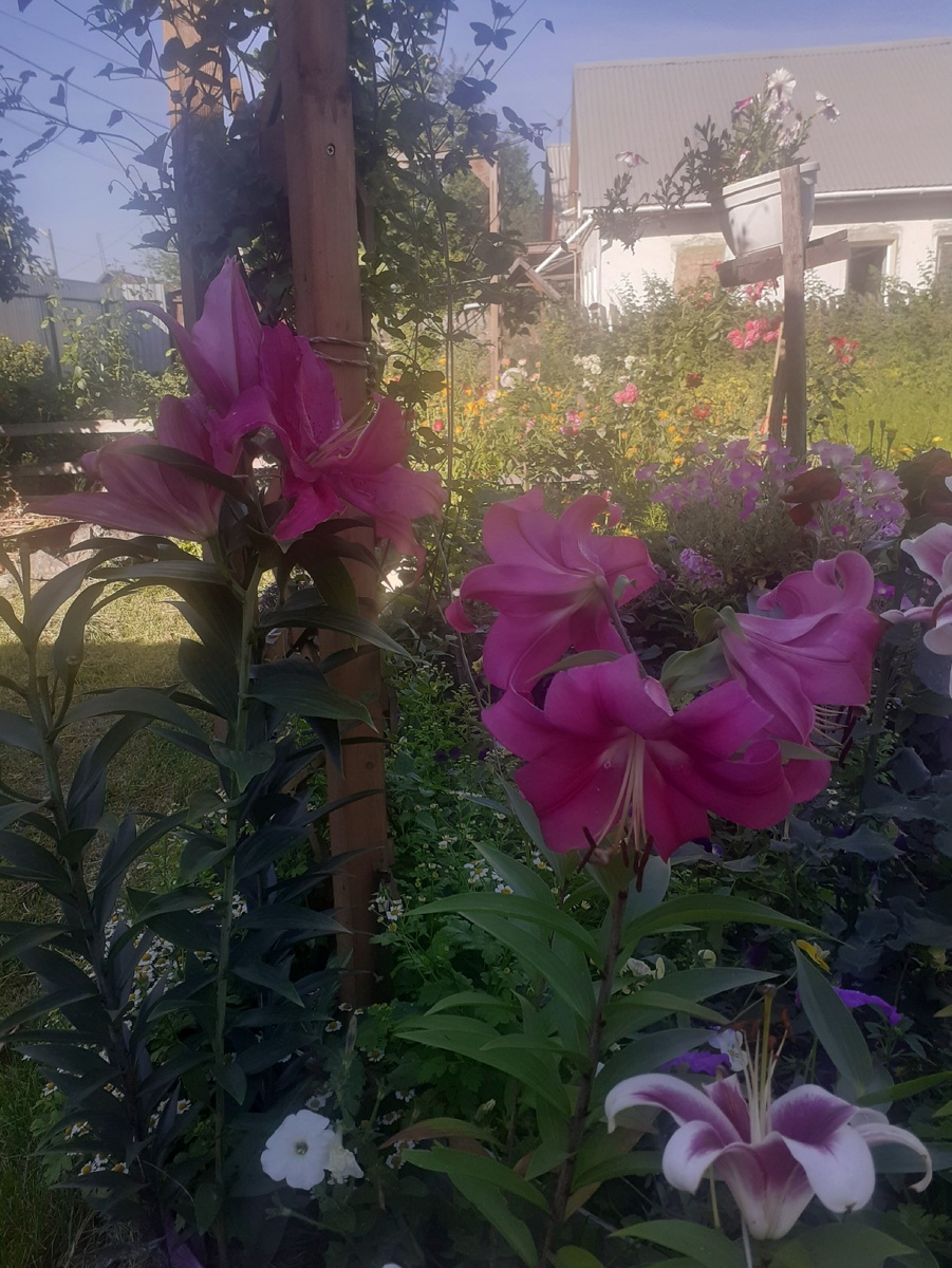 ЛИЛИЯ РОБИНА-ДА ЧЕГО ЖЕ ХОРОША!(на фото ближе к нам)