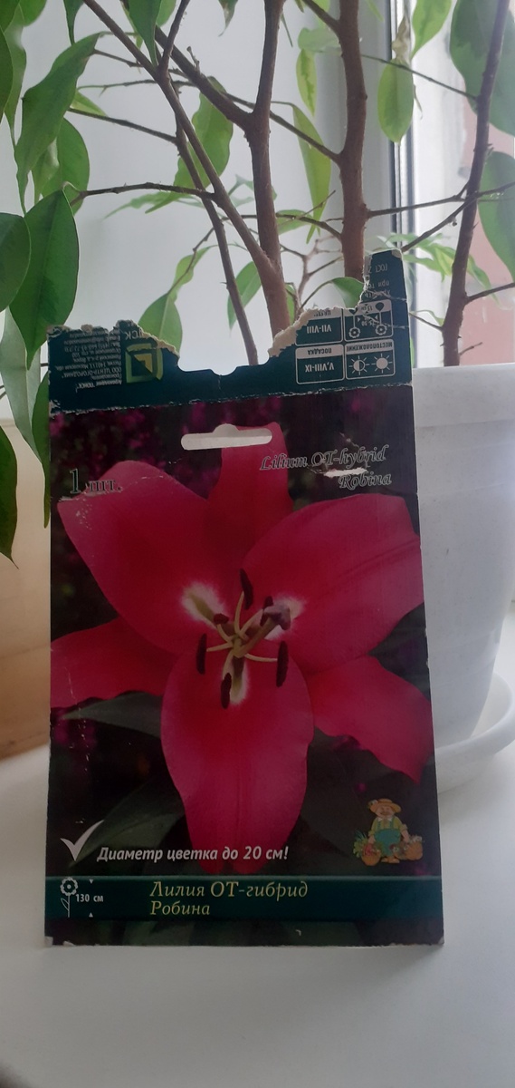 В ЭТОМ ПАКЕТЕ ПРИОБРЕЛА ЛИЛИЮ.