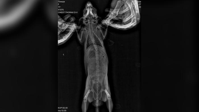 Дима Билан сообщил о смерти своей шиншиллы Плюши. Фото © Telegram / Билан - live