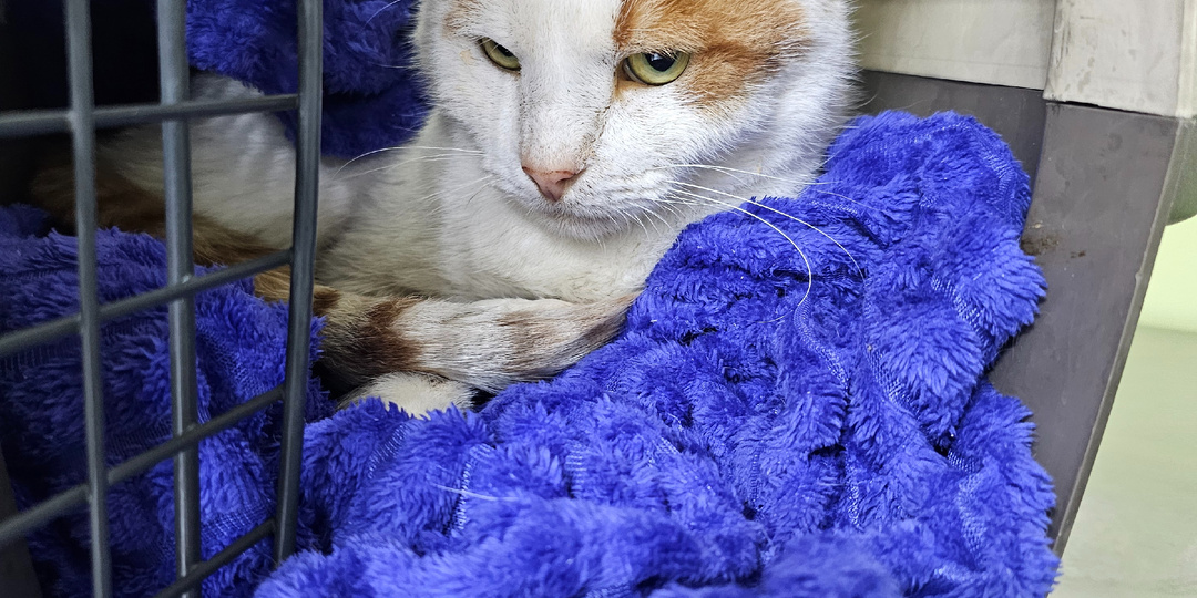 Помогите спасти кота Боинга.