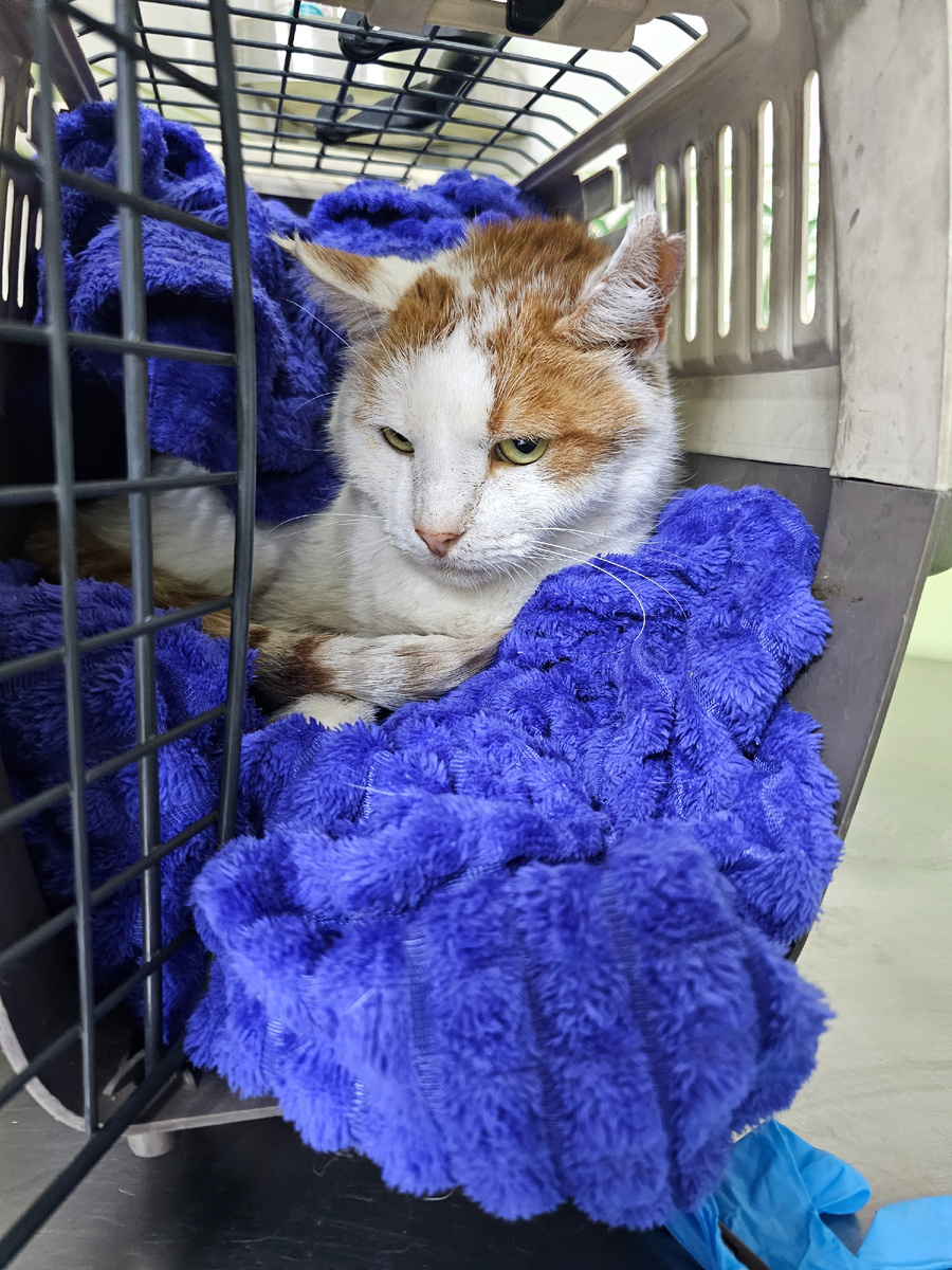 Фото автора. Боинг оооооочень хочет жить