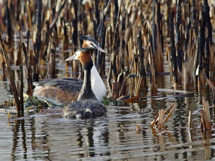     фото: александр куличенко