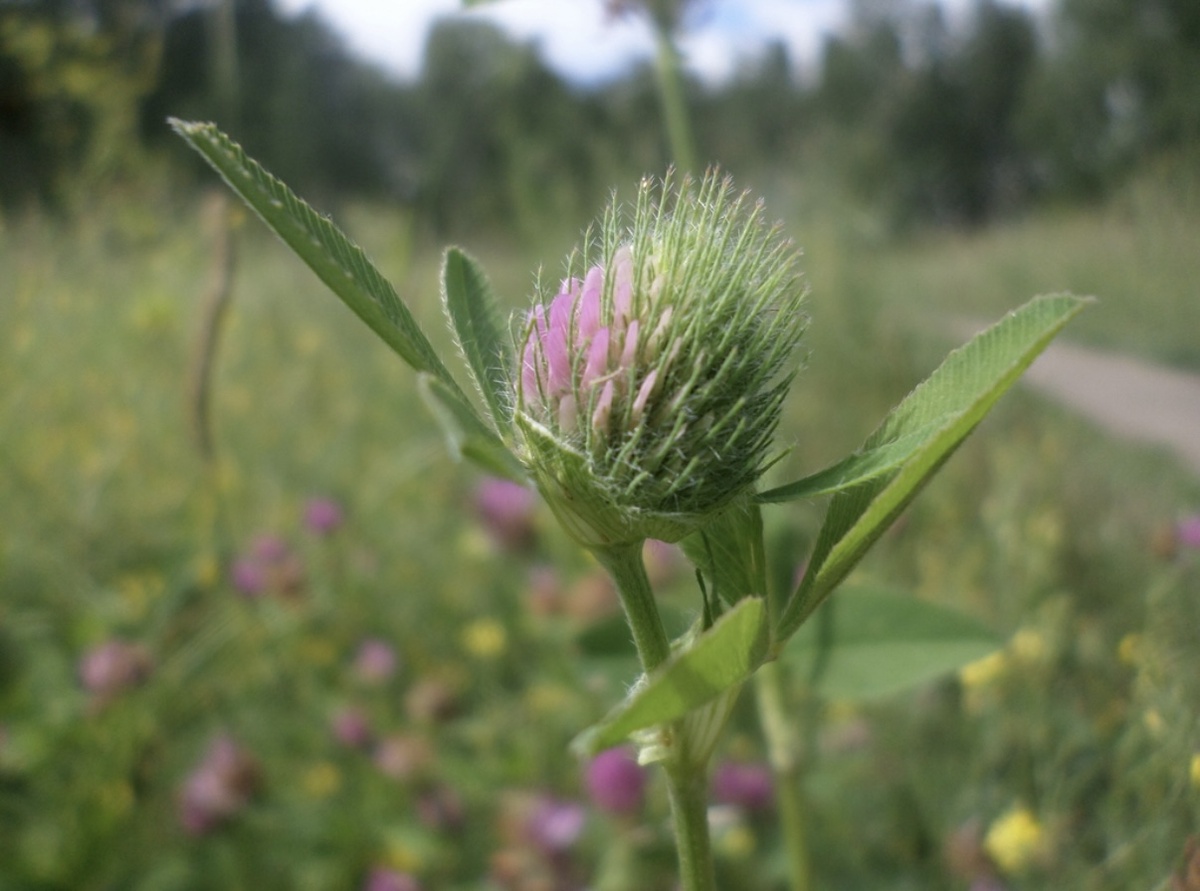 Клевер луговой (Trifolium pratense) 🌸 Все фото из архива автора 🤳