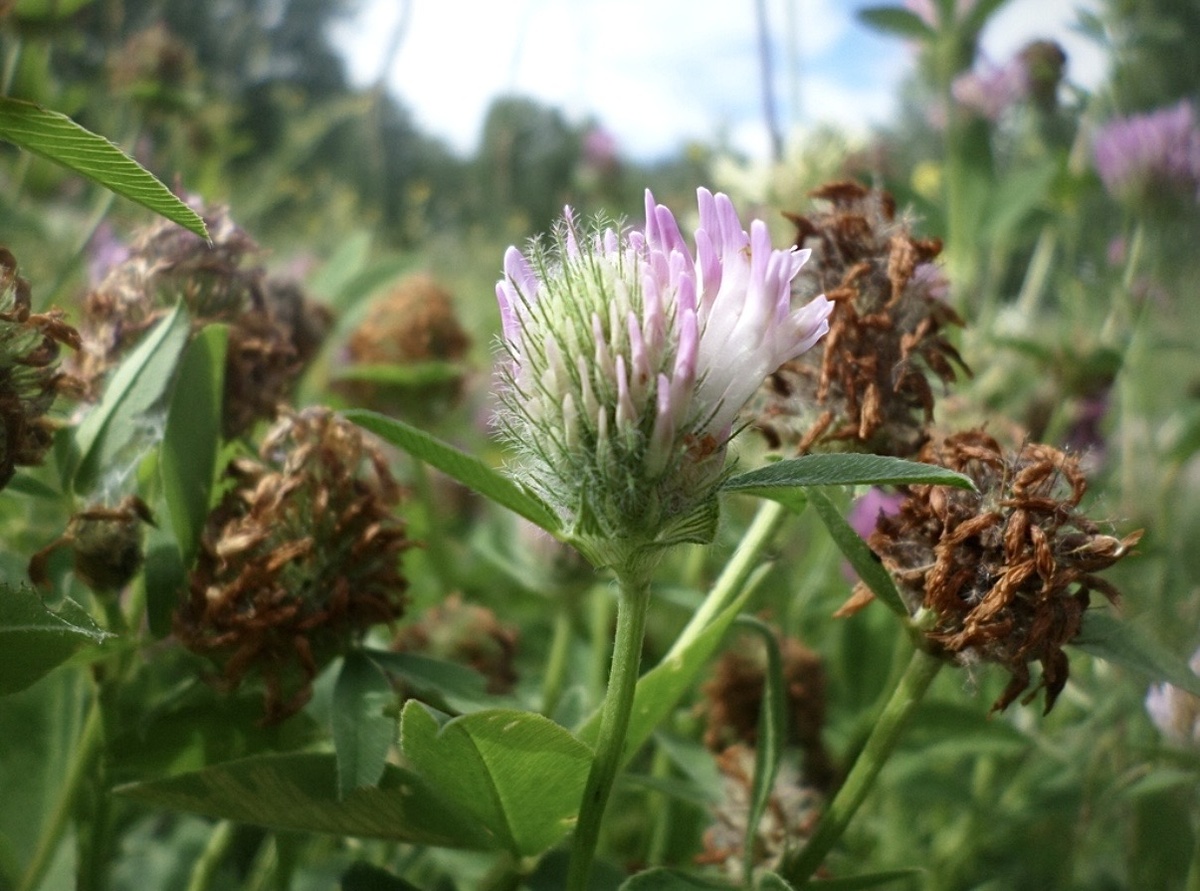 Клевер луговой (Trifolium pratense) 🌸