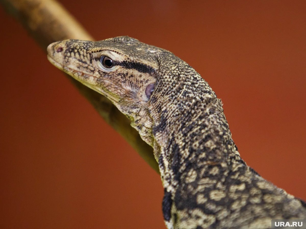     Передвижная выставка животных работает с нарушениями в Кургане (архивное фото)