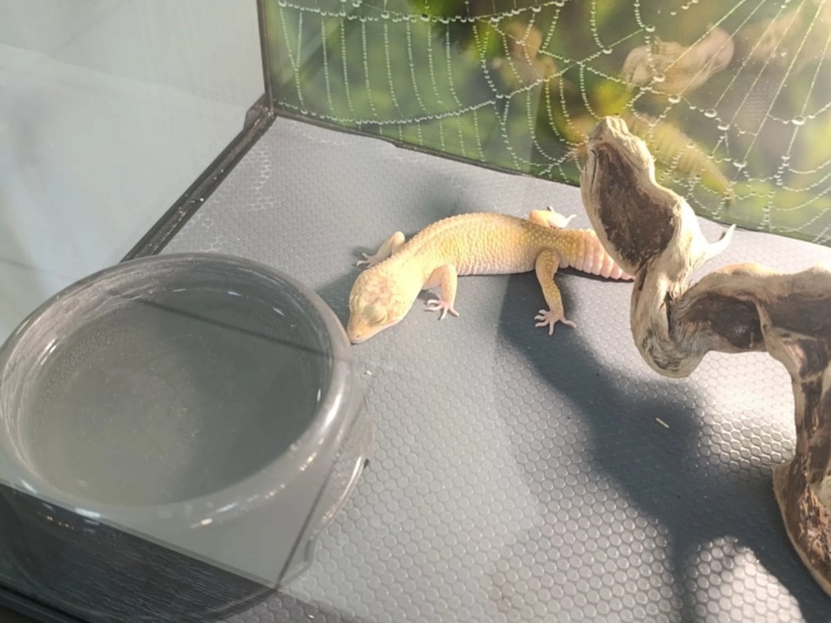    В Кургане на выставке экзотических животных нашли массовые нарушения