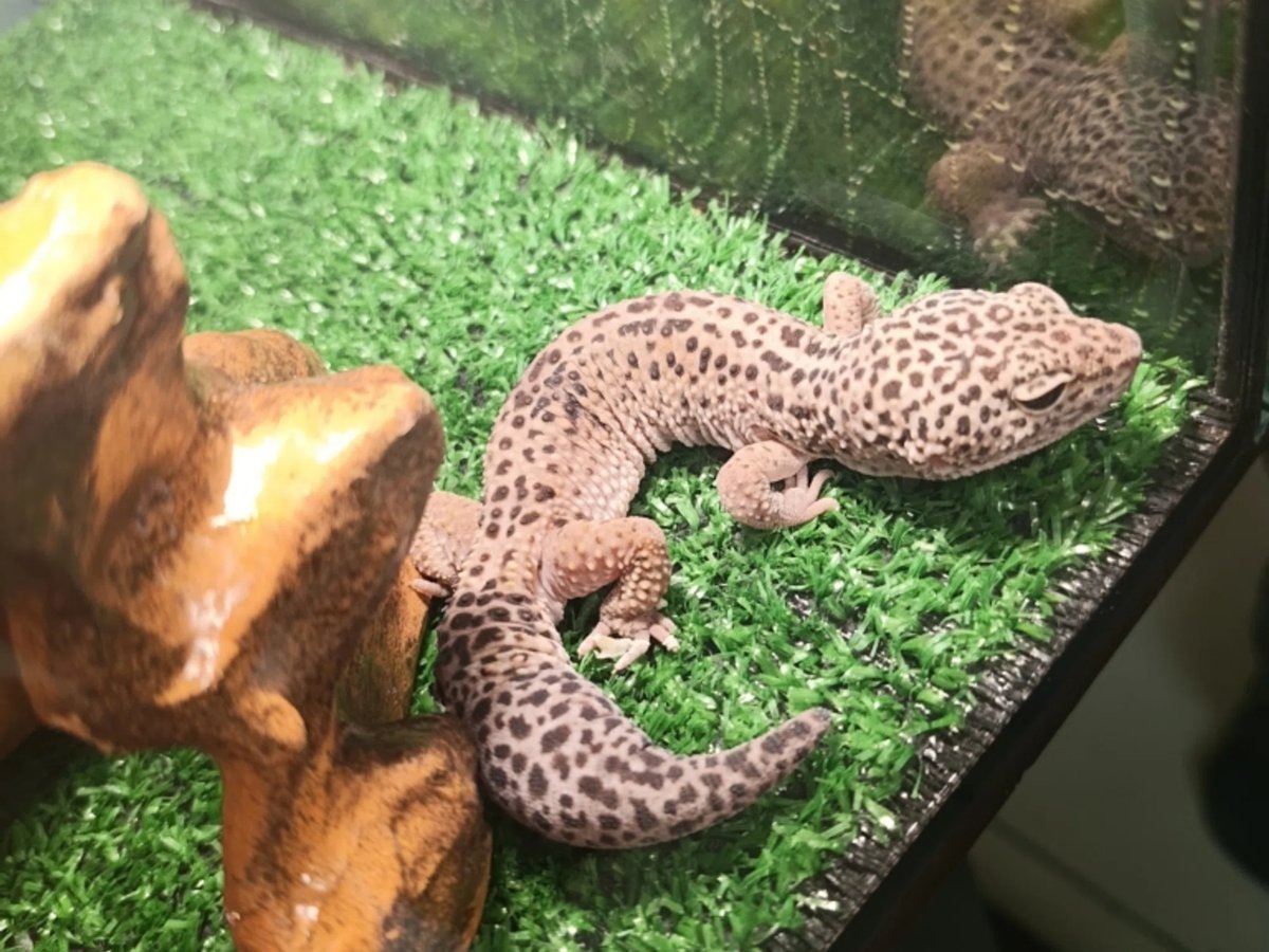    В Кургане на выставке экзотических животных нашли массовые нарушения