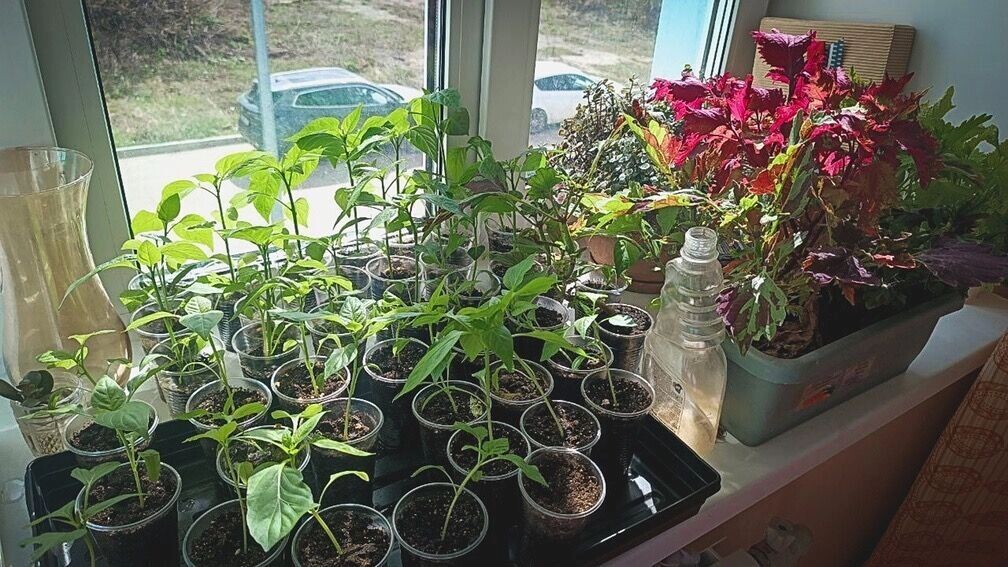    Какую рассаду сажать в феврале по лунному календарю на Ставрополье   1MI