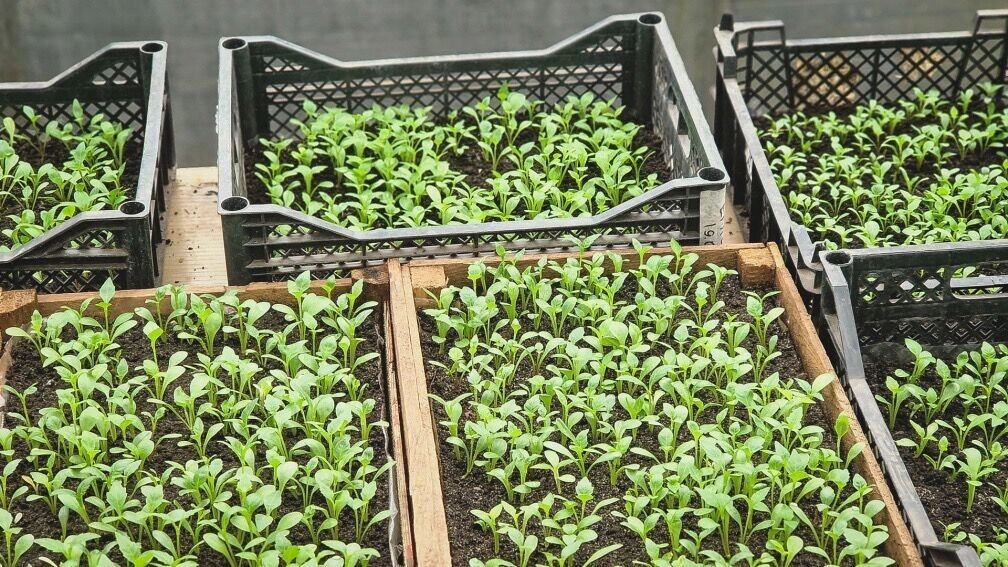    Дачники при работах часто ориентируются на лунный календарь   1MI