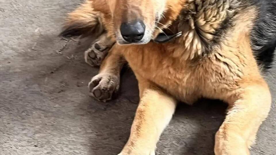 ИЩЕМ СОБАКУ