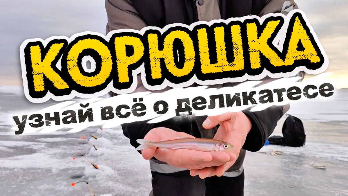 Корюшка. Узнай всё о деликатесе