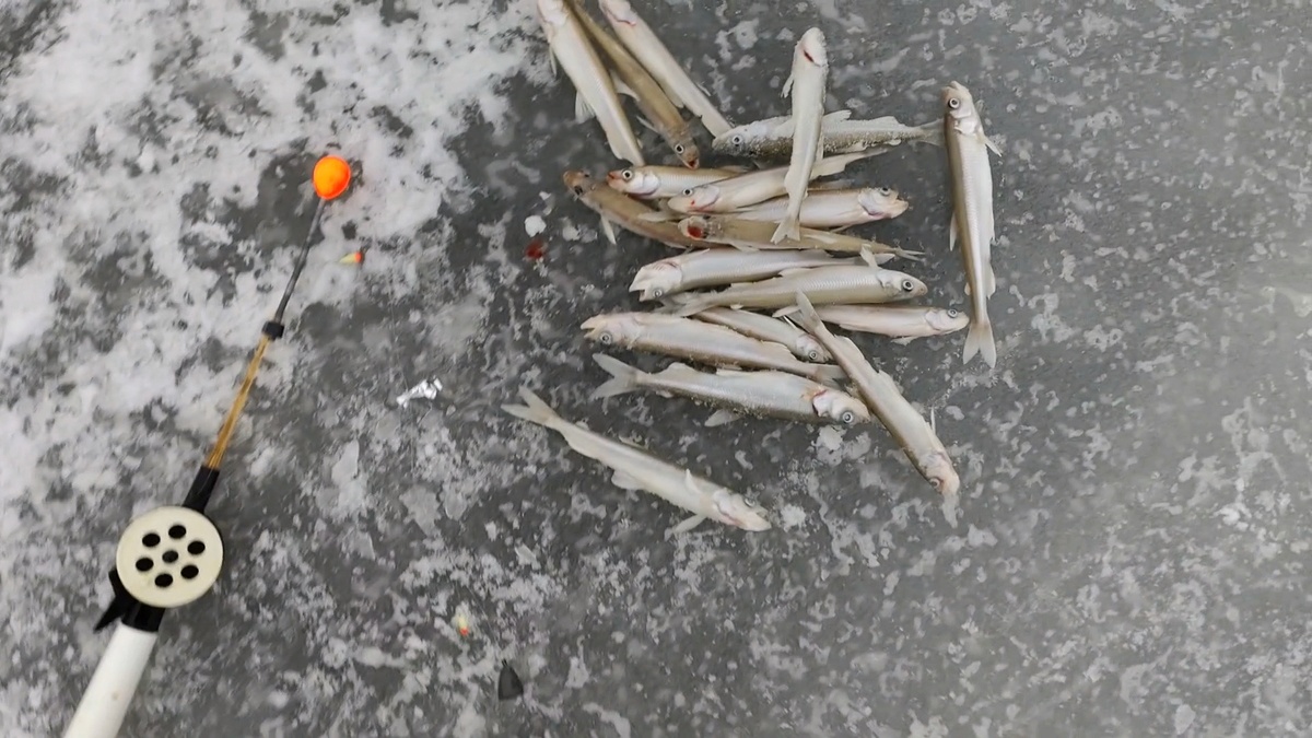 Легендарная и вкусная рыба корюшка