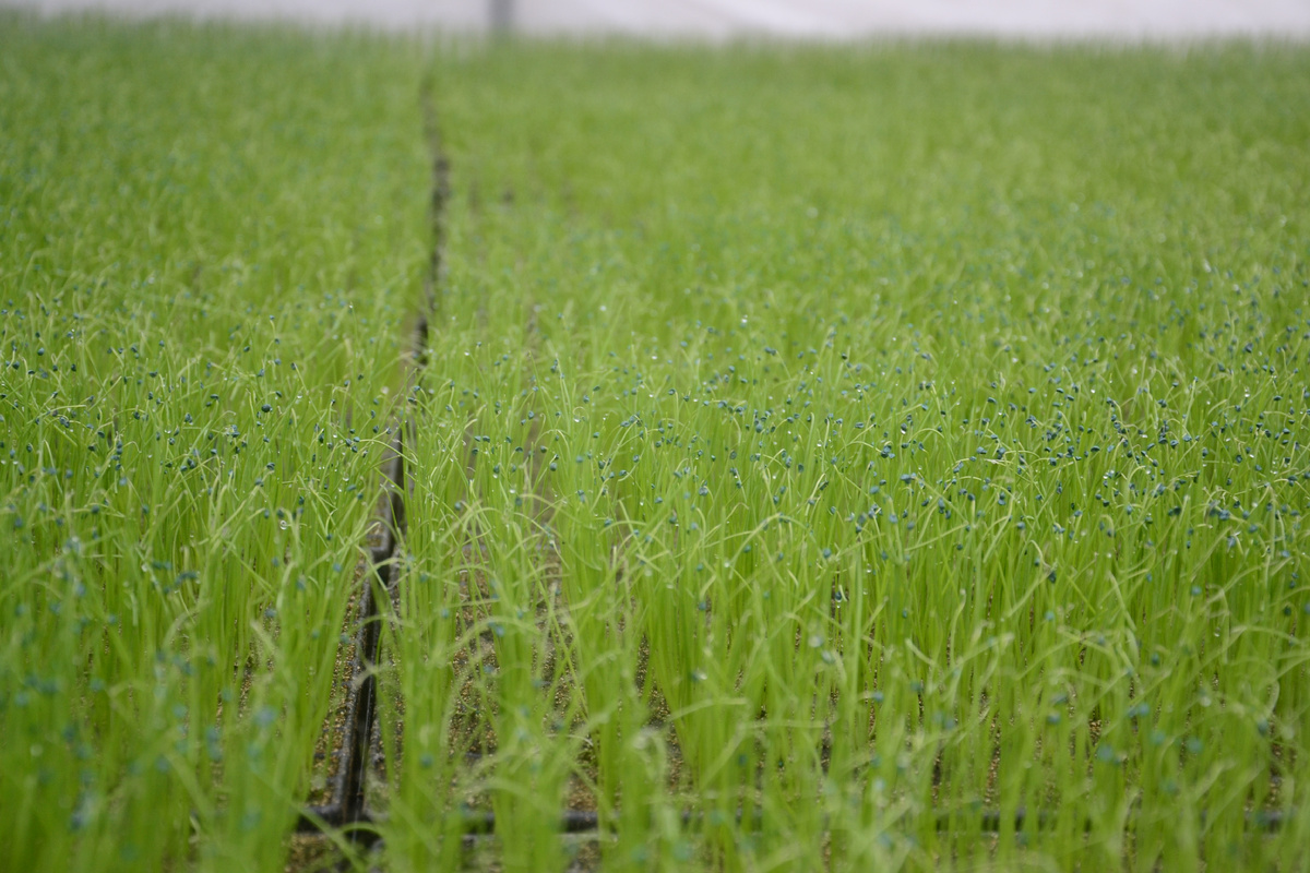 Рассада лука Кэнди F1