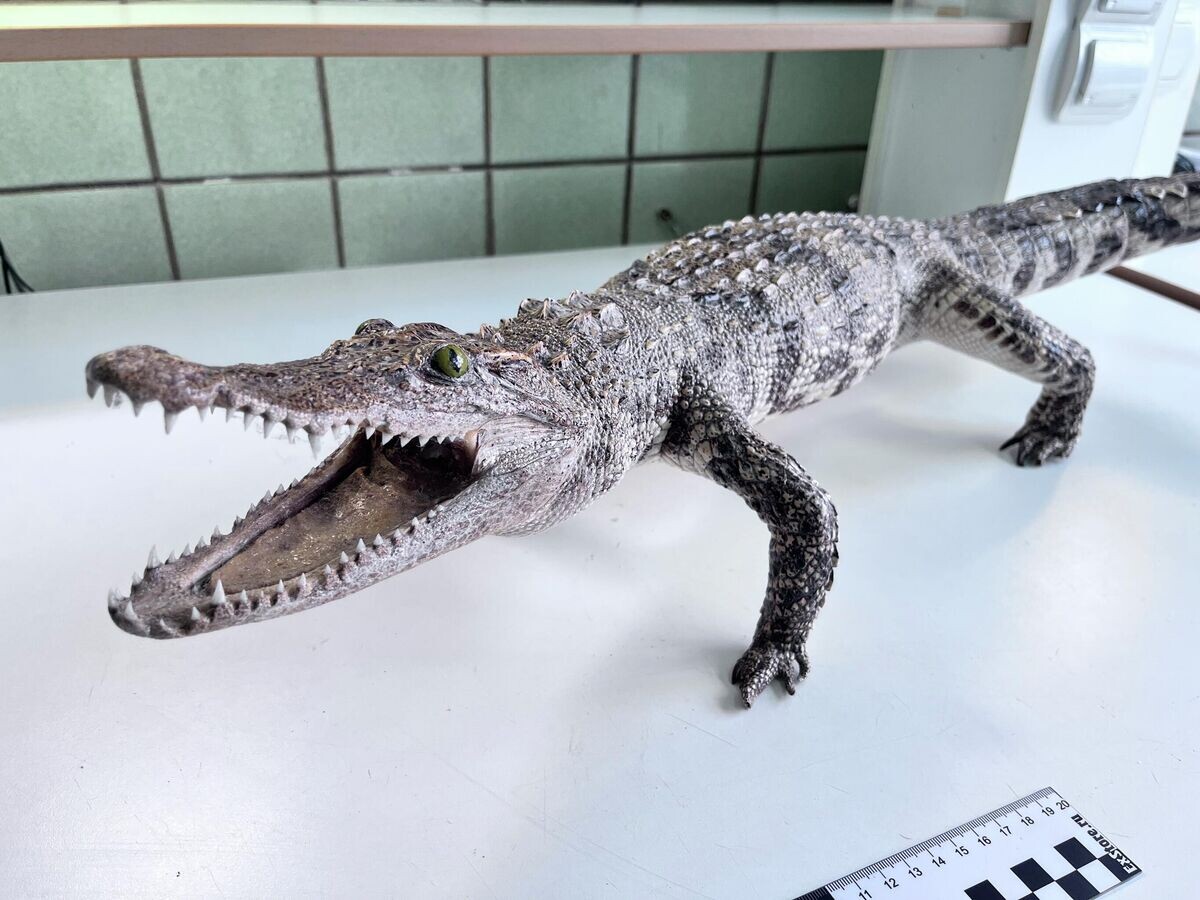    Чучело сиамского крокодила, изъятое таможенниками в Красноярске | © Фото : Федеральная таможенная служба