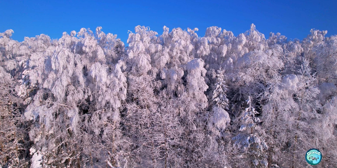 ❄️Очарование заснеженного леса❄️