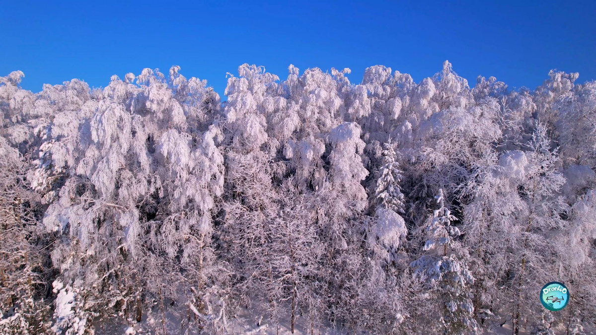 Очарование заснеженного леса